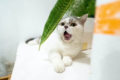 Munchkin cat