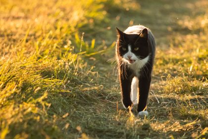 Cat Meowing