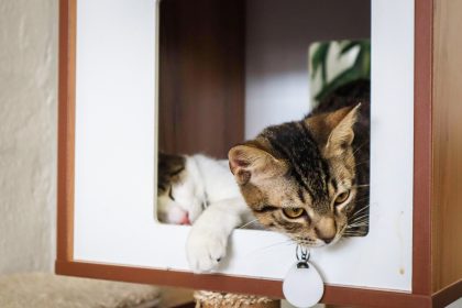 videos for cats
