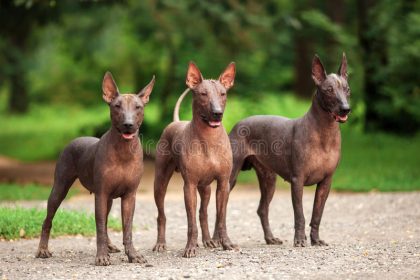 ugly dogs