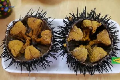 Sea Urchin Food