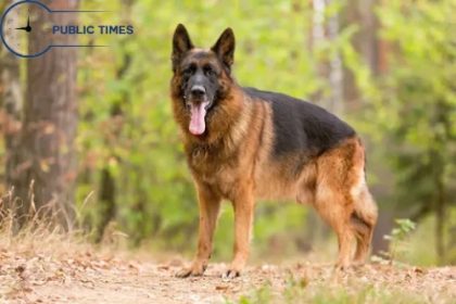 German Dog Breeds